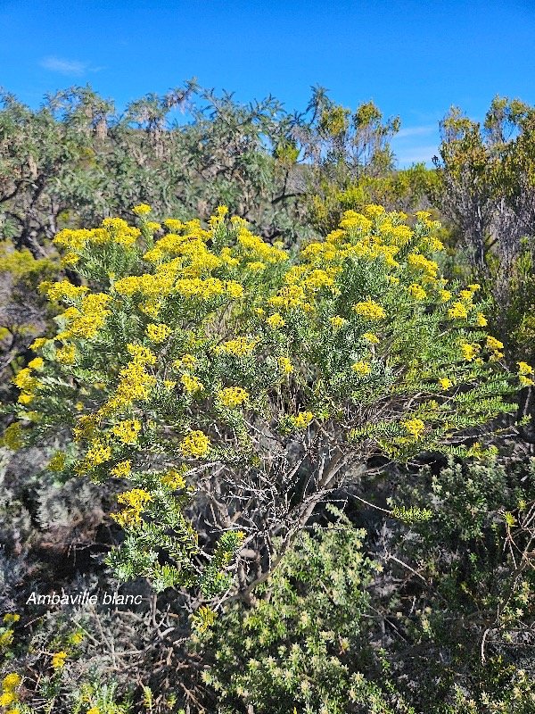 Hubertia tomentosa Ambaville blanc Asteraceae Endémique La Réunion 6.jpeg