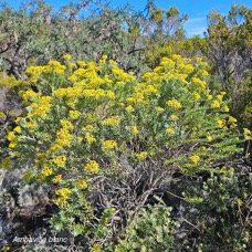 Hubertia tomentosa Ambaville blanc Asteraceae Endémique La Réunion 6.jpeg