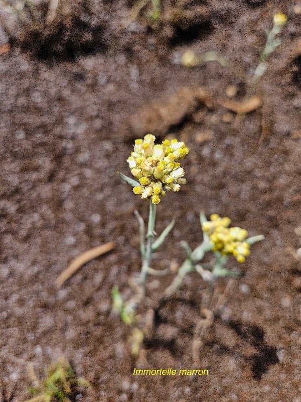 Laphangium luteoalbum Immortelle marron Asteraceae Pot E 19.jpeg