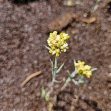 Laphangium luteoalbum Immortelle marron Asteraceae Pot E 19.jpeg
