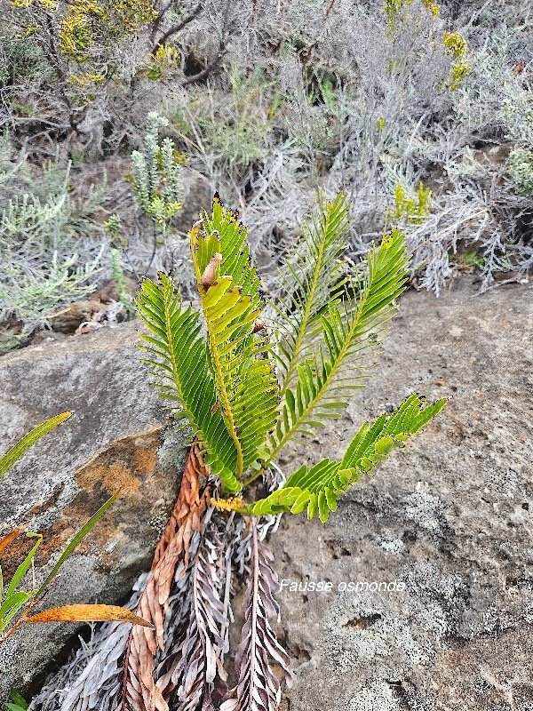 Lomariocycas tabularis Fausse osmonde B lechnaceae Indigène La Réunion 17.jpeg