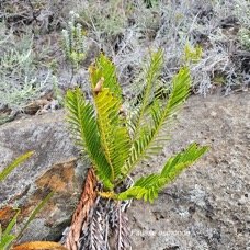 Lomariocycas tabularis Fausse osmonde B lechnaceae Indigène La Réunion 17.jpeg