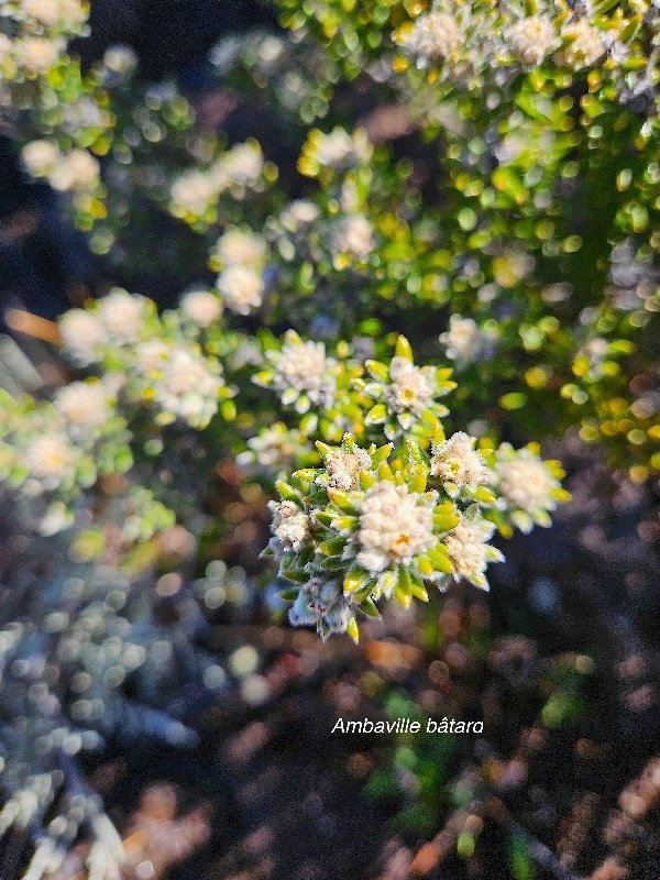 Phylica nitida Ambaville ba?tard Rhamnace ae Endémique La Réunion ,Maurice 14.jpeg