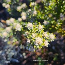Phylica nitida Ambaville ba?tard Rhamnace ae Endémique La Réunion ,Maurice 14.jpeg