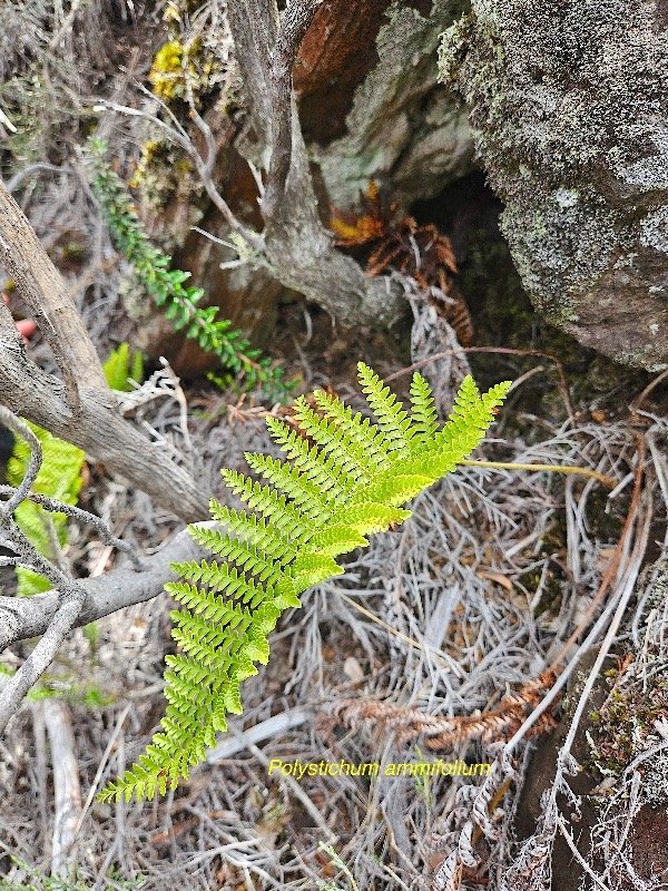 Polystichum ammifolium Dryopterida ceae Indigène La Réunion 23.jpeg