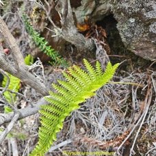 Polystichum ammifolium Dryopterida ceae Indigène La Réunion 23.jpeg