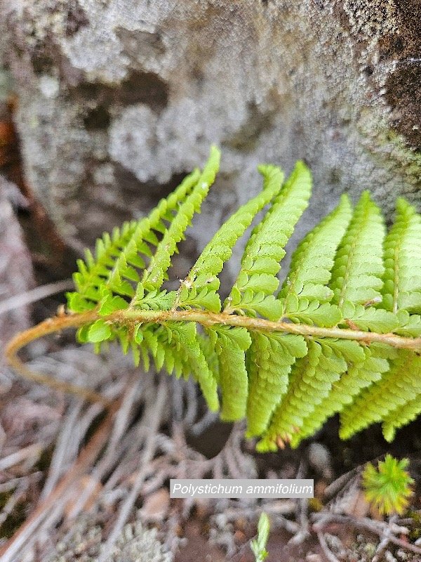 Polystichum ammifolium Dryopterida ceae Indigène La Réunion 58.jpeg