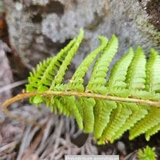 Polystichum ammifolium Dryopterida ceae Indigène La Réunion 58.jpeg