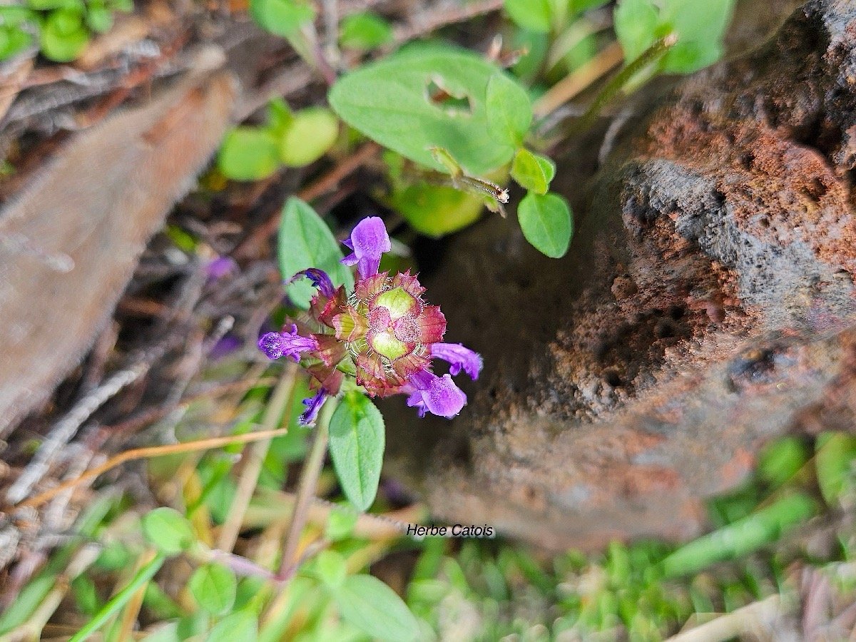 Prunella vulgaris Herbe Catois Lamiaceae E E 025.jpeg