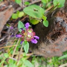 Prunella vulgaris Herbe Catois Lamiaceae E E 025.jpeg