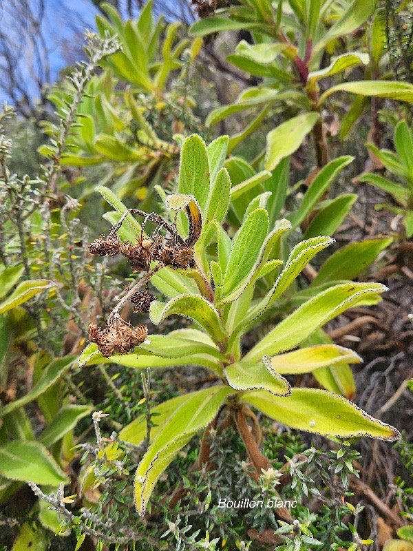 Psiadia anchusifolia Bouillon blanc As teraceae Endémique La Réunion 43.jpeg