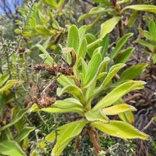 Psiadia anchusifolia Bouillon blanc As teraceae Endémique La Réunion 43.jpeg