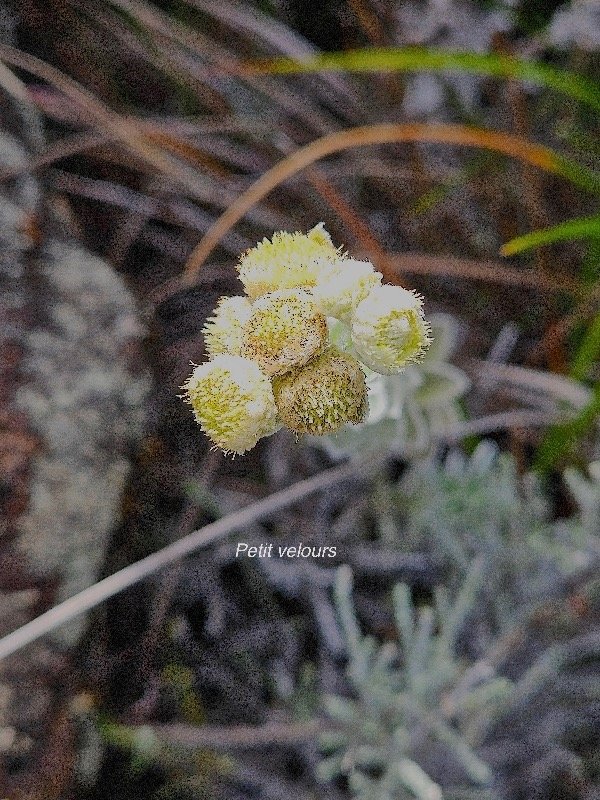 Psiadia argentea Petit velours Aste raceae Endémique La Réunion 1.jpeg