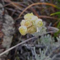 Psiadia argentea Petit velours Aste raceae Endémique La Réunion 1.jpeg