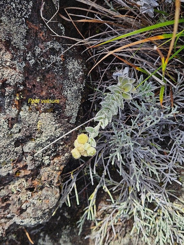 Psiadia argentea Petit velours Aster aceae Endémique La Réunion 17.jpeg