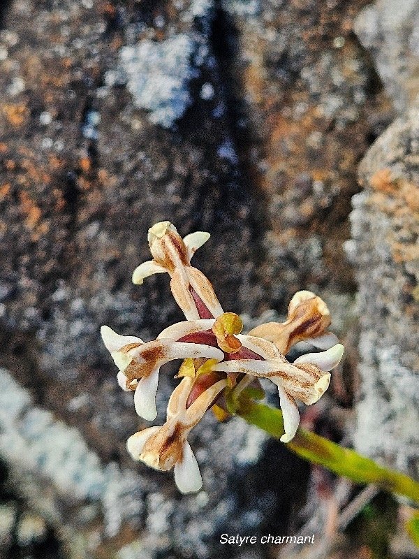 Satyrium amoenum Satyre charmant Orch idaceae Indigène La Réunion 32.jpeg