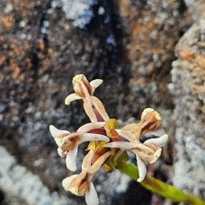 Satyrium amoenum Satyre charmant Orch idaceae Indigène La Réunion 32.jpeg