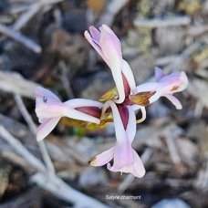 Satyrium amoenum Satyre charmant Orch idaceae Indigène La Réunion 711.jpeg