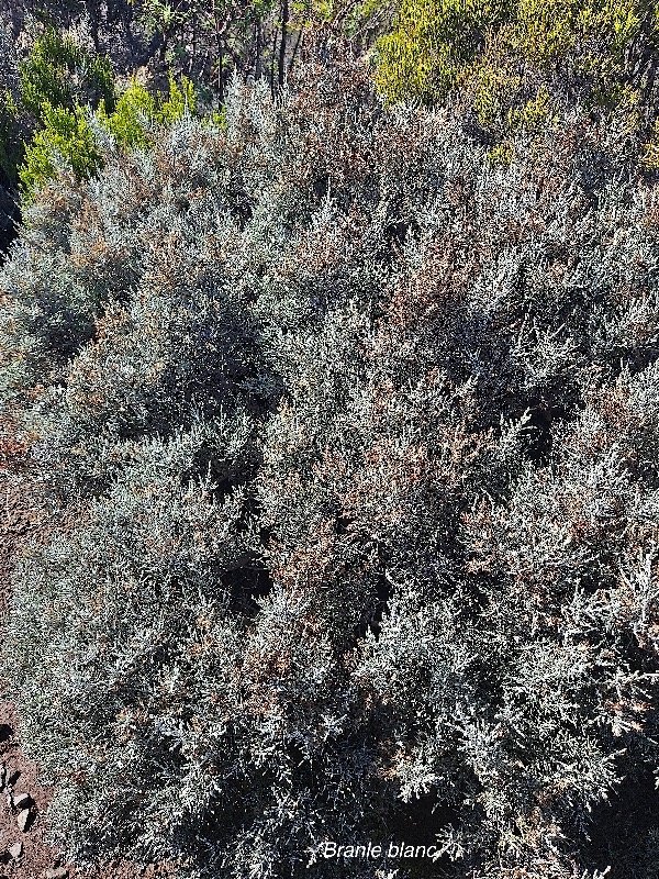 Stoebe passerinoides Branle blanc Ast eraceae Endémique La Réunion 23.jpeg