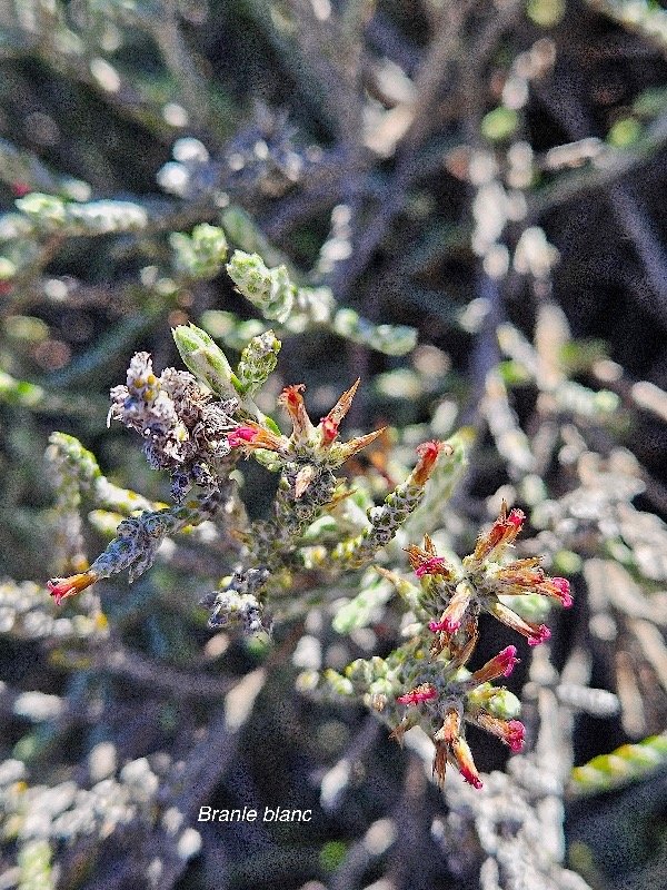 Stoebe passerinoides Branle blanc Asteraceae Endémique La Réunion 4.jpeg