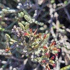Stoebe passerinoides Branle blanc Asteraceae Endémique La Réunion 4.jpeg