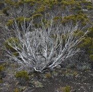 Branle_vert_blanchi-MB4_0345.jpg