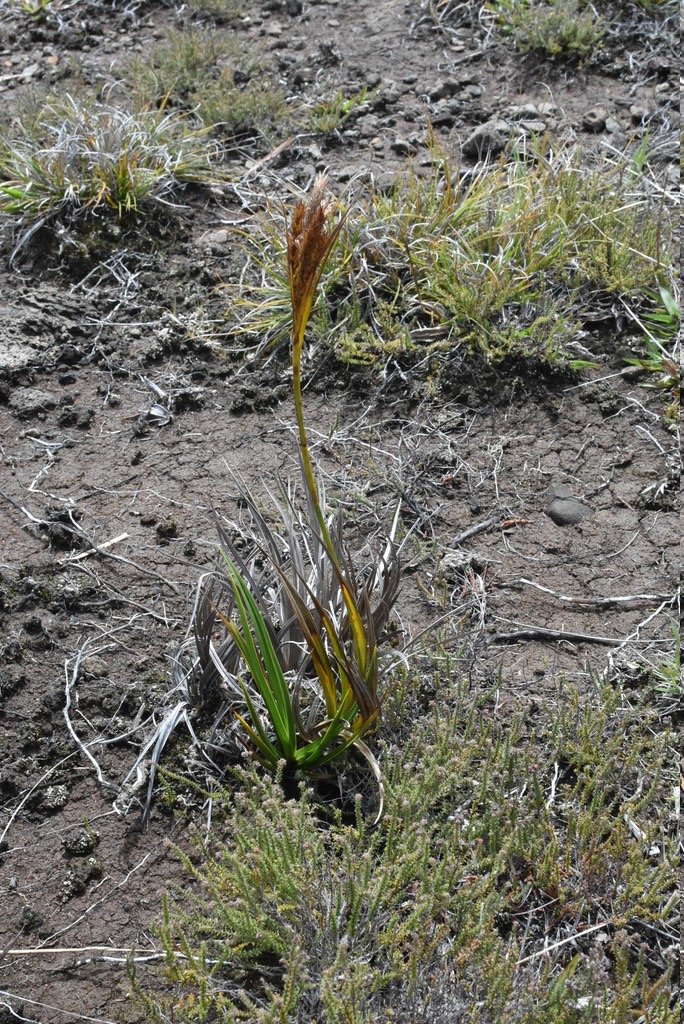 Carex_borbonica-Laiche_de_Bourbon-CYPERACEAE-Endemique_Reunion-MB4_0344.jpg