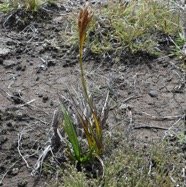 Carex_borbonica-Laiche_de_Bourbon-CYPERACEAE-Endemique_Reunion-MB4_0344.jpg