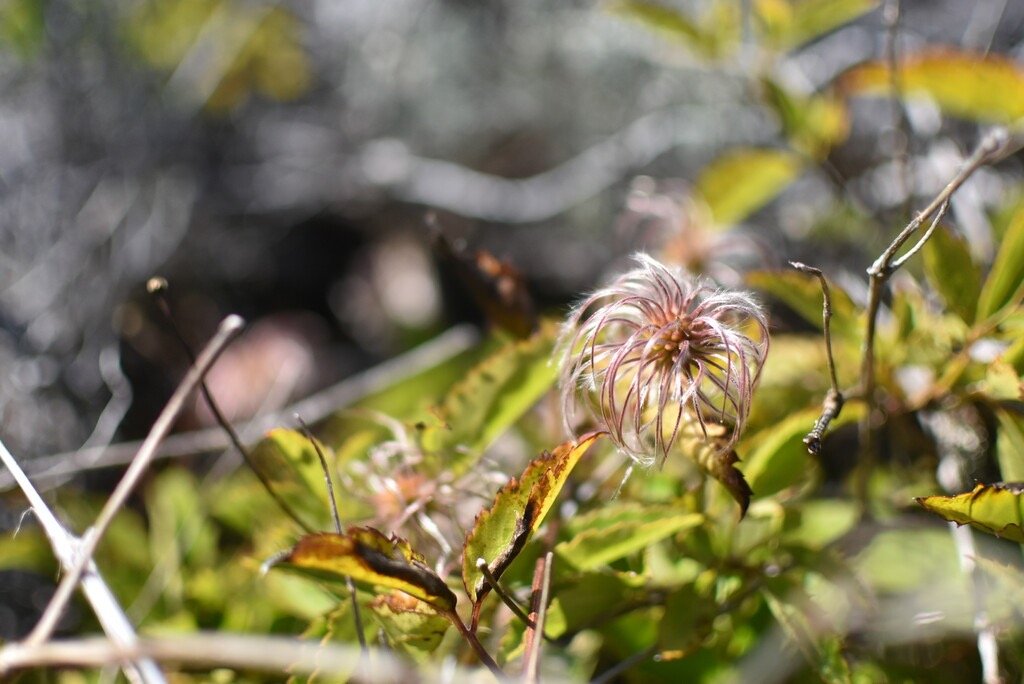 Clematis_mauritiana-Liane_marabit-RANUNCULACEAE-Indigene_Reunion-MB4_0301.jpg