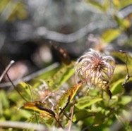 Clematis_mauritiana-Liane_marabit-RANUNCULACEAE-Indigene_Reunion-MB4_0301.jpg