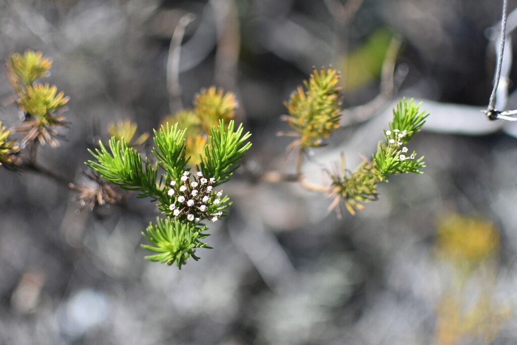 Faujasia_pinifolia-ASTERACEAE-Endemique_Reunion-MB4_0297.jpg