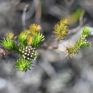 Faujasia_pinifolia-ASTERACEAE-Endemique_Reunion-MB4_0297.jpg