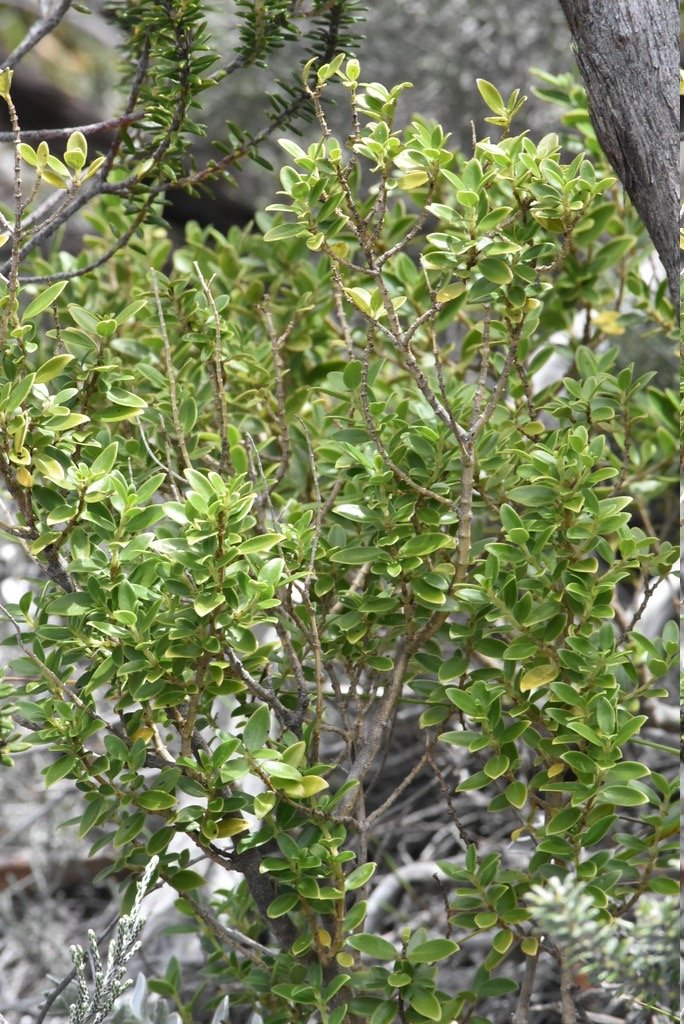 Geniostoma_pedunculatum-Petit_bois_de_piment-LOGANIACEAE-Endemique_Reunion_Maurice-MB4_0332.jpg