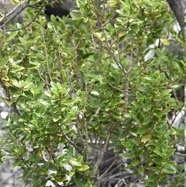 Geniostoma_pedunculatum-Petit_bois_de_piment-LOGANIACEAE-Endemique_Reunion_Maurice-MB4_0332.jpg