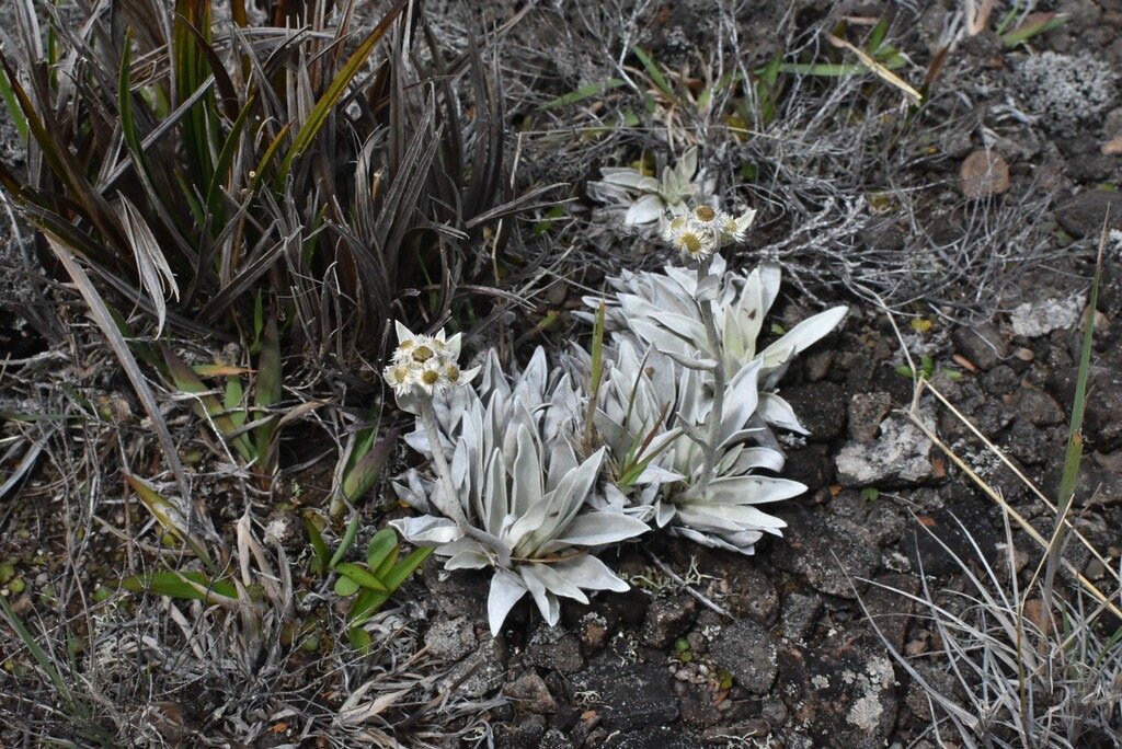 Helichrysum_arnicoides-Petit_velours_blan c-ASTERACEAE-Endémique_Reunion-MB4_0342.jpg