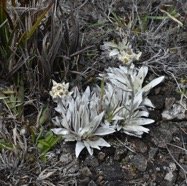Helichrysum_arnicoides-Petit_velours_blan c-ASTERACEAE-Endémique_Reunion-MB4_0342.jpg