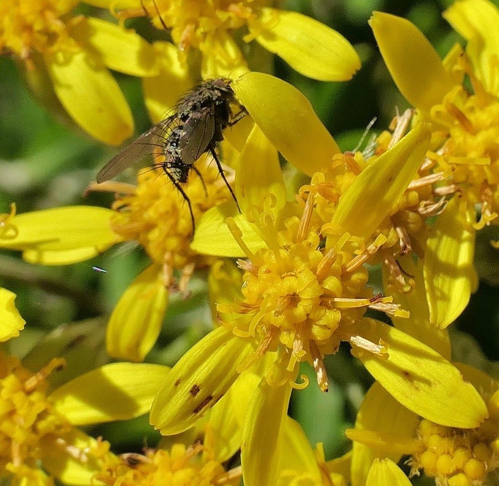 ?? mouche asile sur ambaville blanche P1119182.jpeg