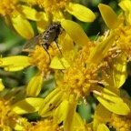 ?? mouche asile sur ambaville blanche P1119182.jpeg