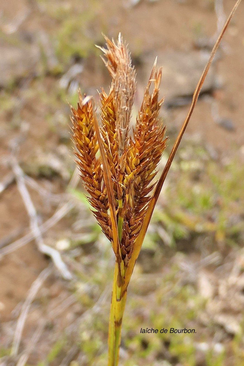 Carex borbonica.Lam.laîche de Bourbon.cyperaceae.endémique Réunion. P1129565.jpeg