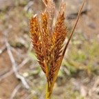 Carex borbonica.Lam.laîche de Bourbon.cyperaceae.endémique Réunion. P1129565.jpeg