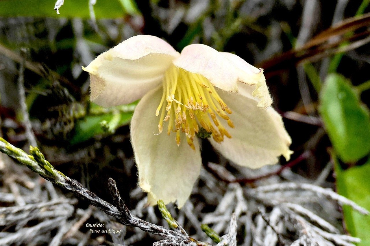 Clematis mauritina.liane arabique.liane marabit. fleur . ranunculaceae.indigène Réunion. P1129513.jpeg