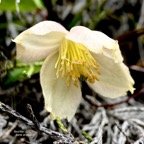 Clematis mauritina.liane arabique.liane marabit. fleur . ranunculaceae.indigène Réunion. P1129513.jpeg