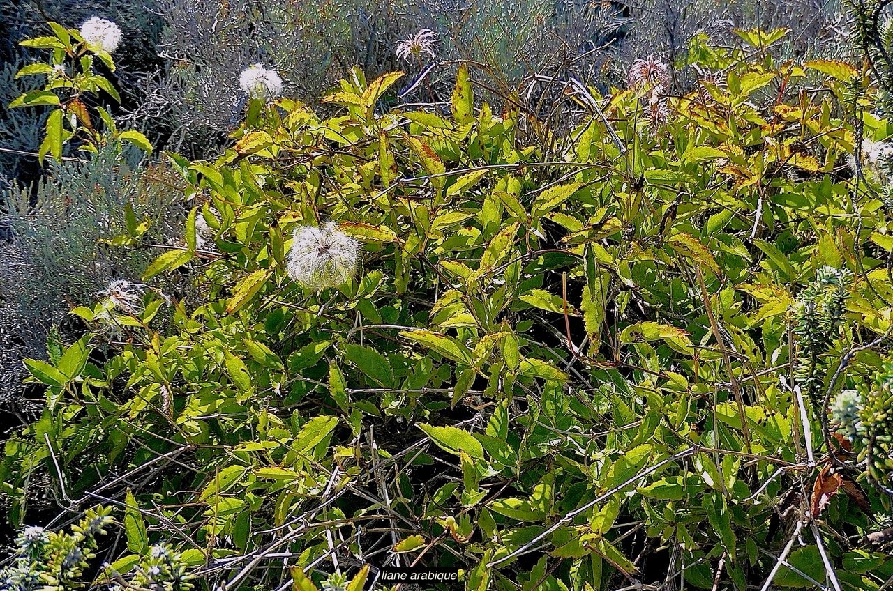Clematis mauritina.liane arabique.liane marabit.ranunculaceae.indigène Réunion. P1119328.jpeg