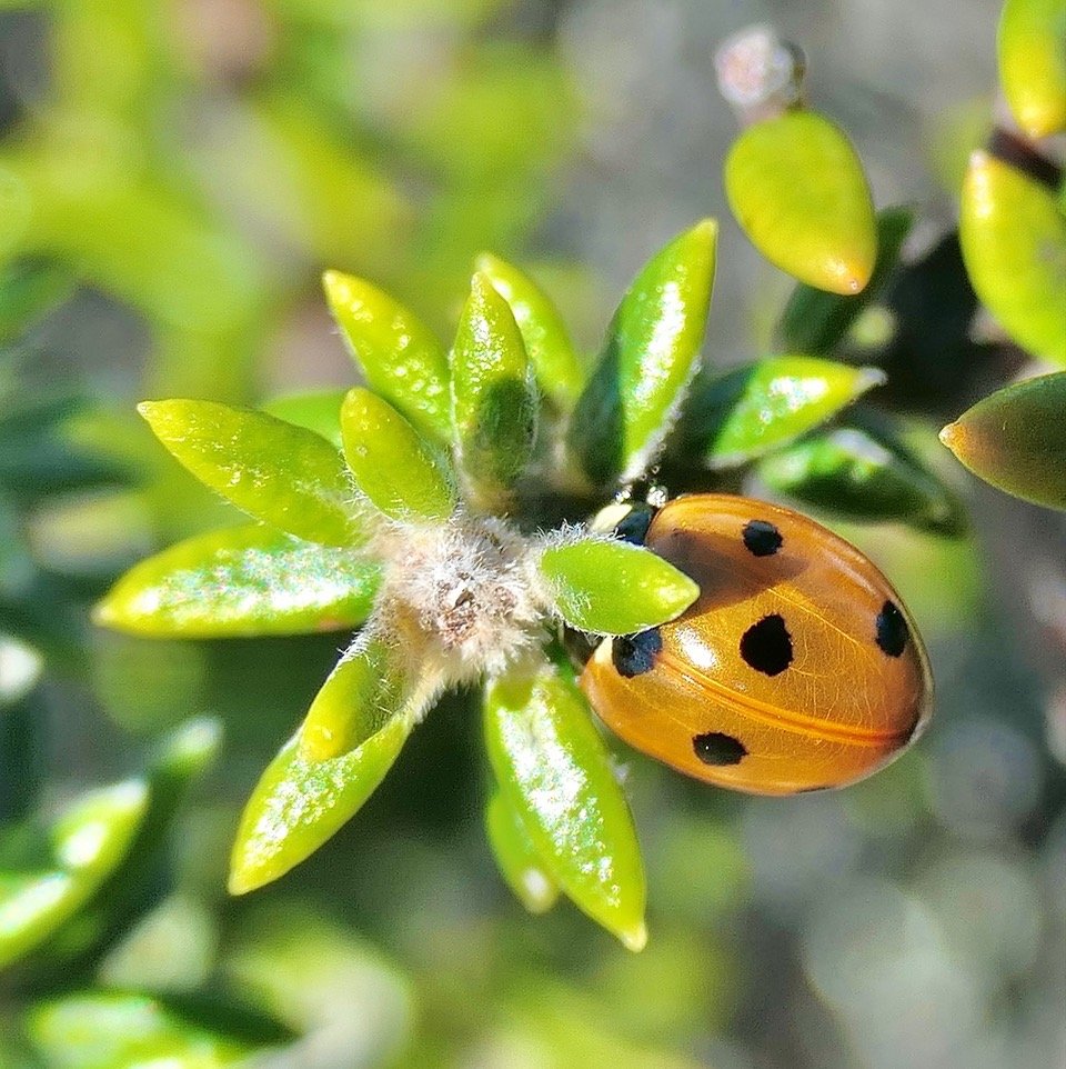 coccinelle sur ambaville bâtard .jpeg