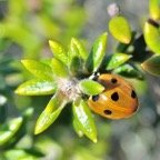 coccinelle sur ambaville bâtard .jpeg
