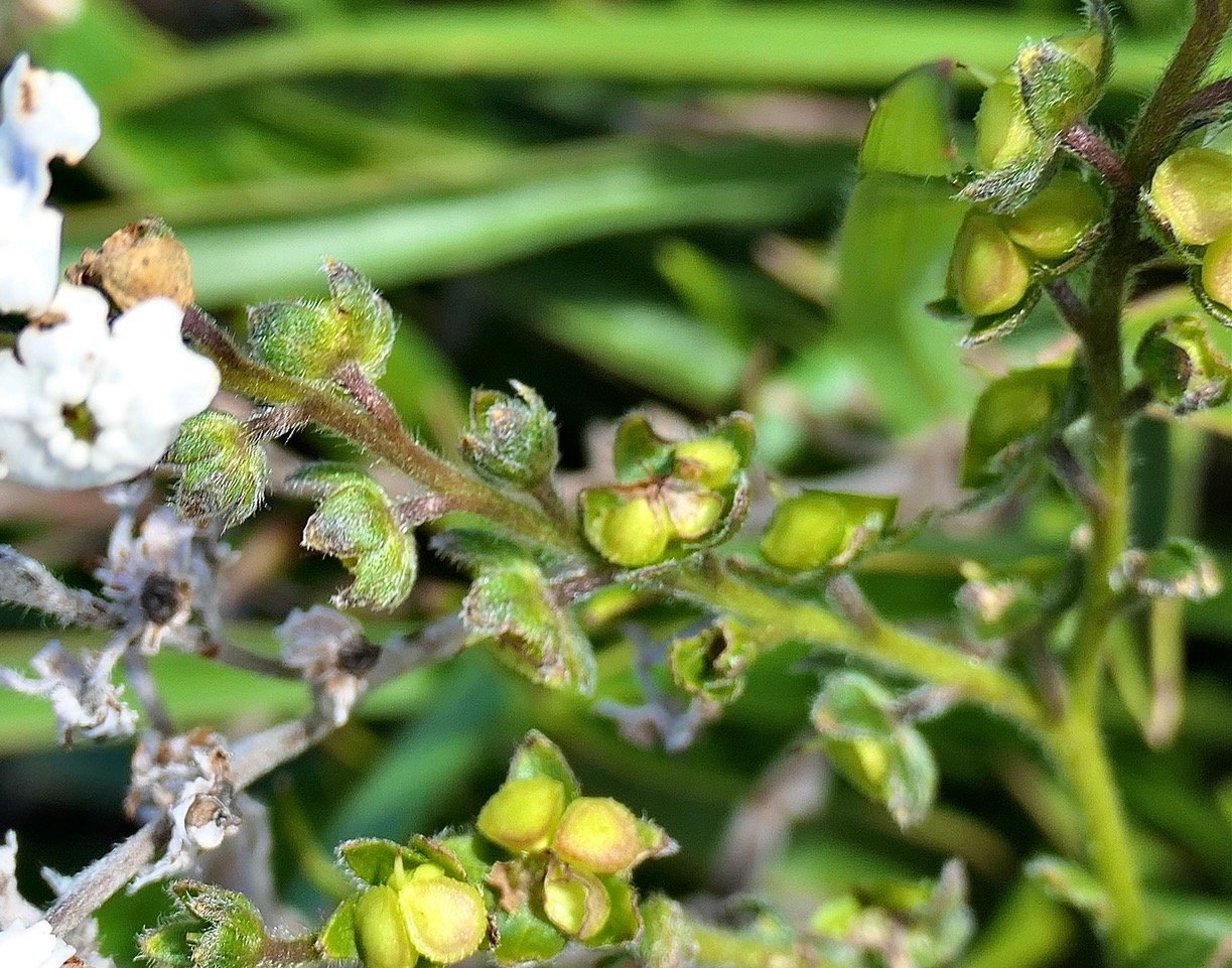 Cynoglossum borbonicum.myosotis de Bourbon( fruits ) .boraginaceae.endémique Réunion P1129606.jpeg
