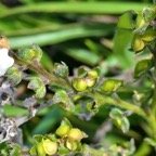 Cynoglossum borbonicum.myosotis de Bourbon( fruits ) .boraginaceae.endémique Réunion P1129606.jpeg