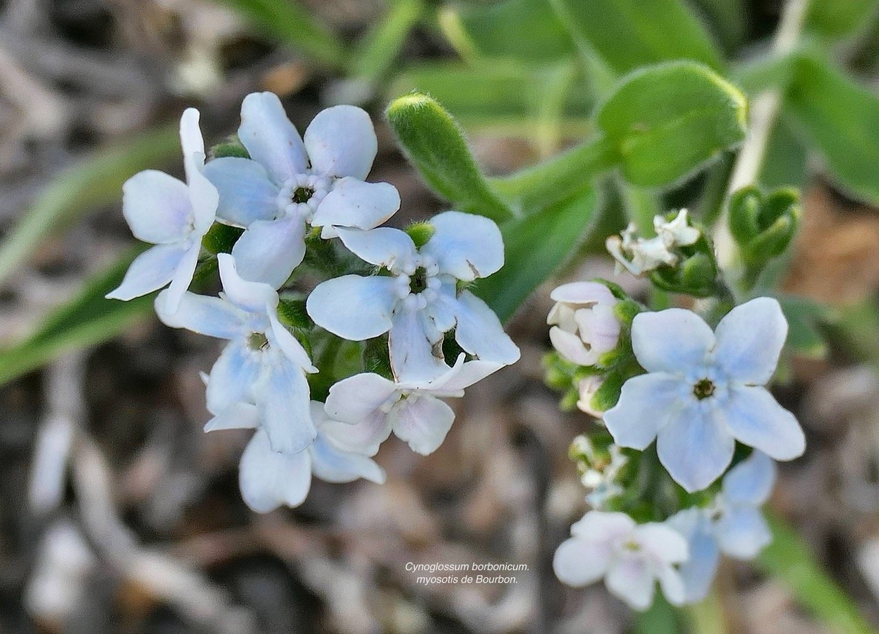 Cynoglossum borbonicum.myosotis de Bourbon.( fleurs ) boraginaceae.endémique Réunion P1129611.jpeg