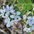 Cynoglossum borbonicum.myosotis de Bourbon.( fleurs ) boraginaceae.endémique Réunion P1129611.jpeg