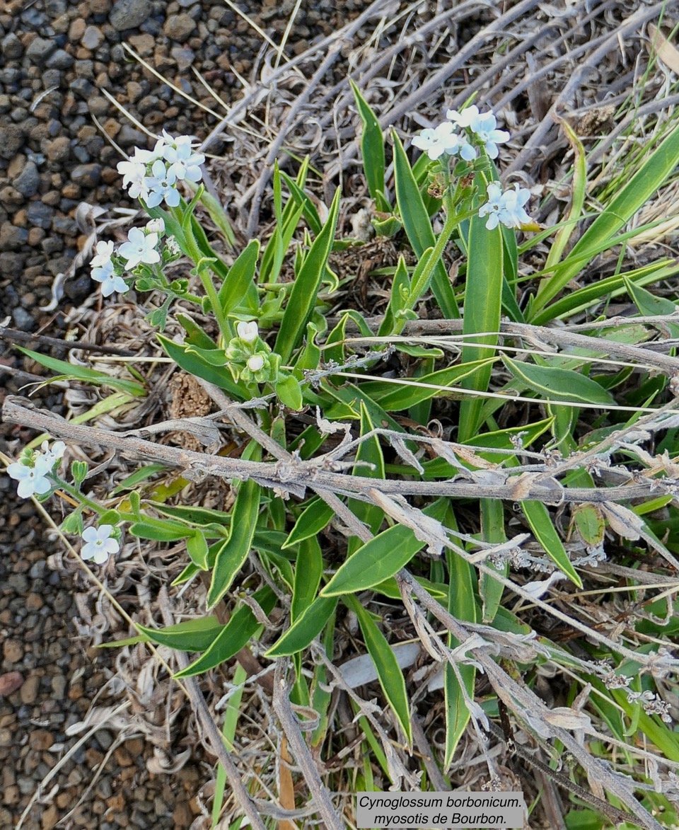 Cynoglossum borbonicum.myosotis de Bourbon.boraginaceae.endémique Réunion P1129612.jpeg